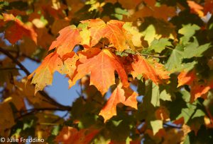 Autumn Leaves