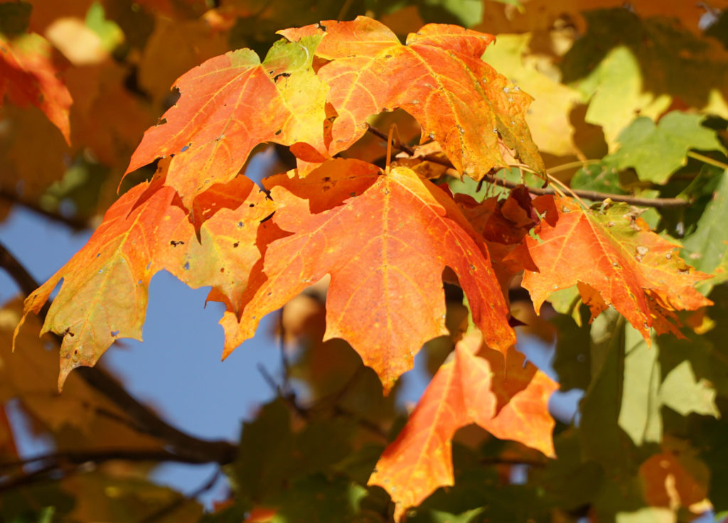 Autumn Leaves