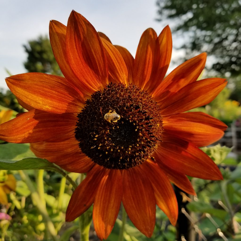 Sunflower with Bee