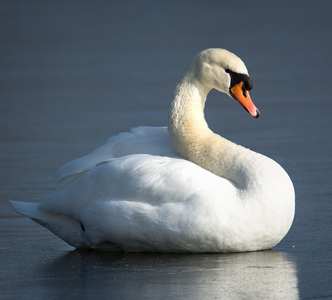 Swan