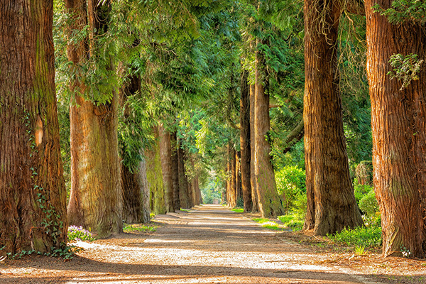 Nature Walk