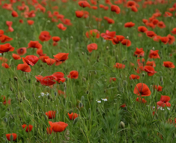 Poppies