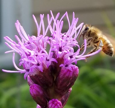 flower with bee